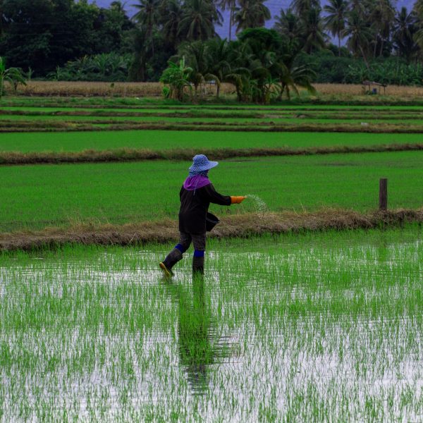 Thai,Farmers,Sow,Fertilizers,,Nutrients,,Growth